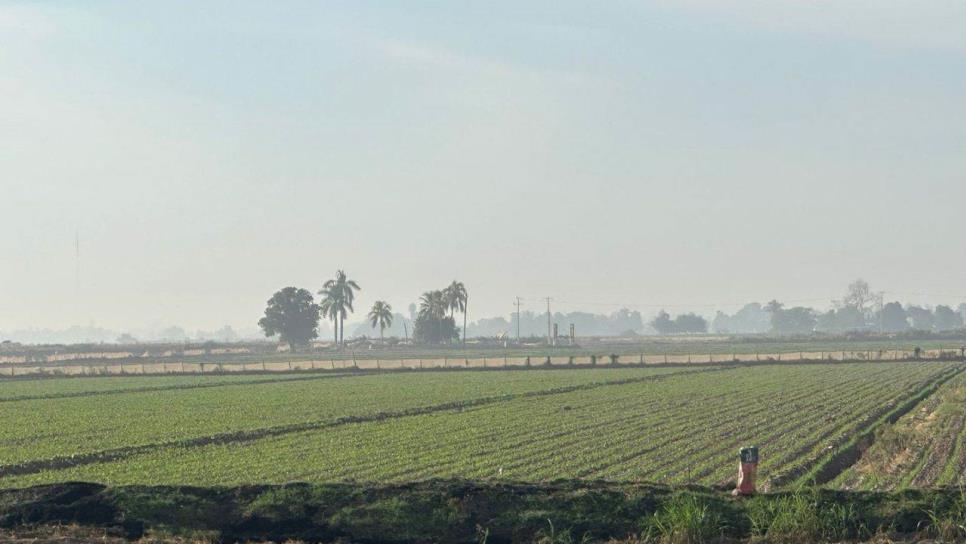 Sinaloa, con poca agua para sacar adelante el ciclo agrícola