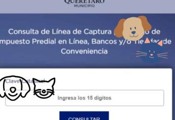 En este municipio de México aseguras a tu mascota solo con pagar el predial