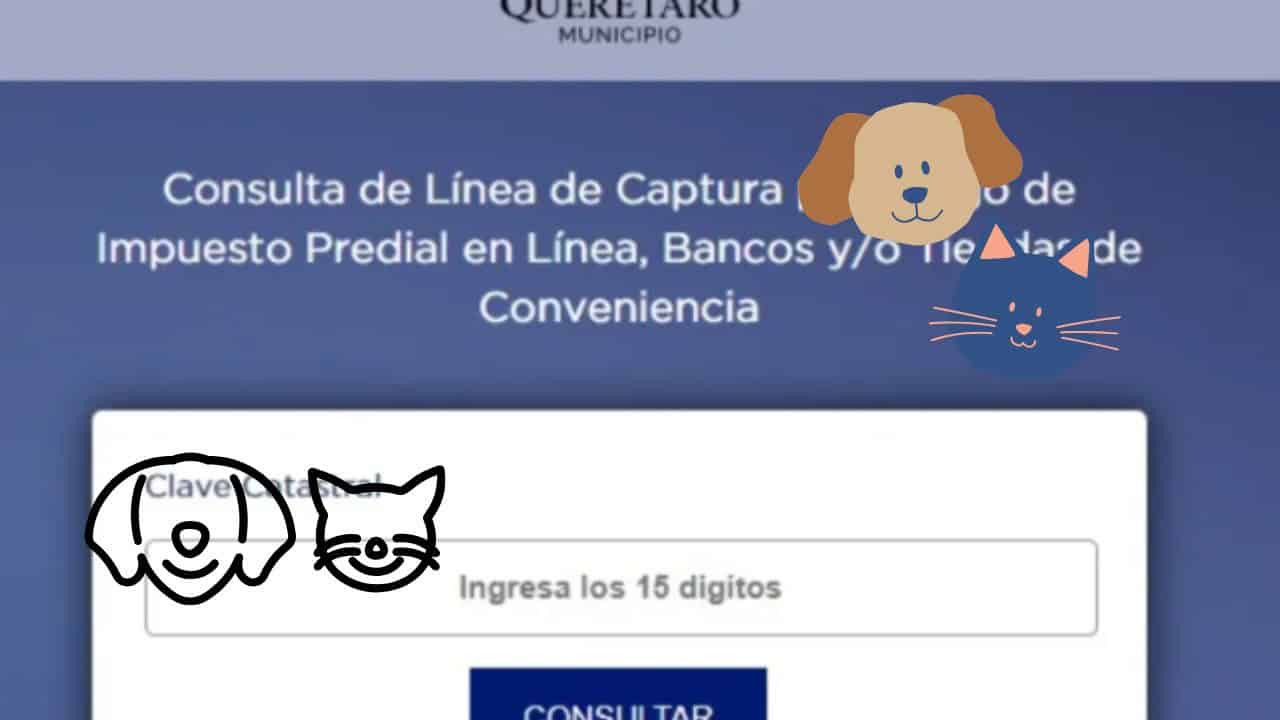 En este municipio de México aseguras a tu mascota solo con pagar el predial