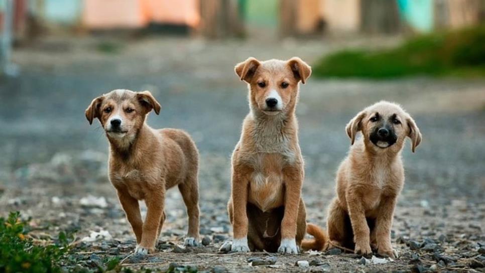 Los perros callejeros podrían ser más inteligentes que los criados en casa