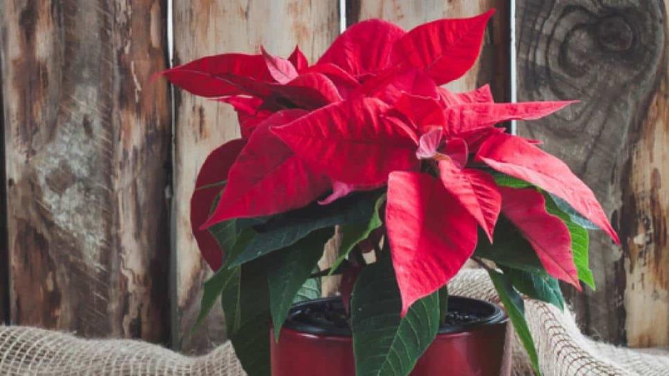 ¿Cuánto cuesta la flor de Nochebuena?, la que no debe faltar en fiestas navideñas