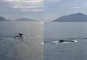 Inicia la temporada de avistamiento de ballenas en Mazatlán, reportan los primeros ejemplares cerca de las Tres Islas