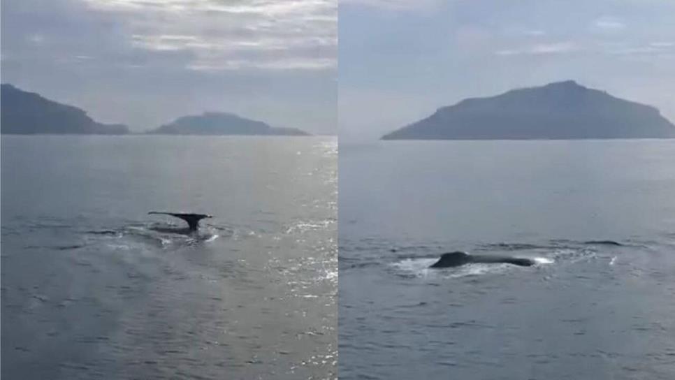 Inicia la temporada de avistamiento de ballenas en Mazatlán, reportan los primeros ejemplares cerca de las Tres Islas