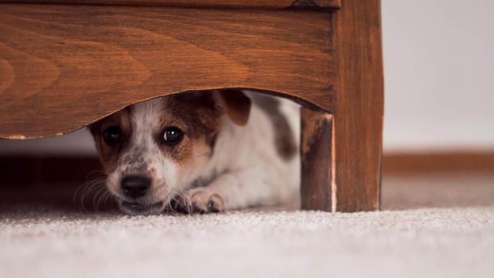 Así afectan los cuetes a los perros y gatos; son muy sensibles