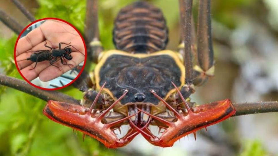 Este insecto mexicano lanza ácido en su defensa, ¿cuál es y qué tan venenoso es?