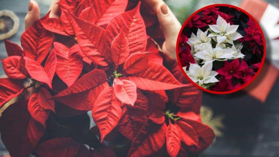 ¿Cuántas variedades de flor de Nochebuena existen en México?