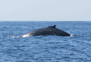 Espectáculo natural del avistamiento de ballenas en Mazatlán: una experiencia inolvidable que debes disfrutar