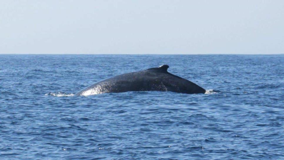 Espectáculo natural del avistamiento de ballenas en Mazatlán: una experiencia inolvidable que debes disfrutar