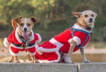 Esta es la vacuna que debes aplicar a tu perro durante el invierno