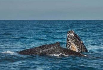 Ballenas en Mazatlán: ¿Hasta cuándo podrás visitarlas?