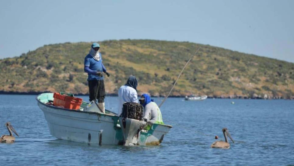 Cooperativas camaroneras del norte de Sinaloa se registran para apoyos de pesca