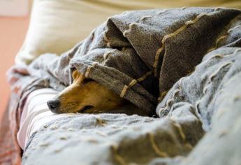 5 Tips para cuidar a tus mascotas de la pirotecnia de Fin de Año