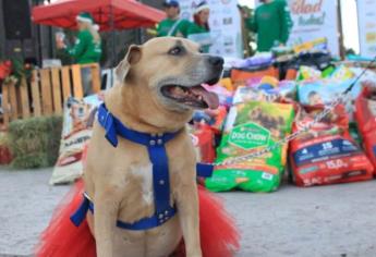 Histórico, colecta ¡Navidad para todos! Rebasa la meta con 3.7 toneladas de alimento para michis y lomitos sin hogar