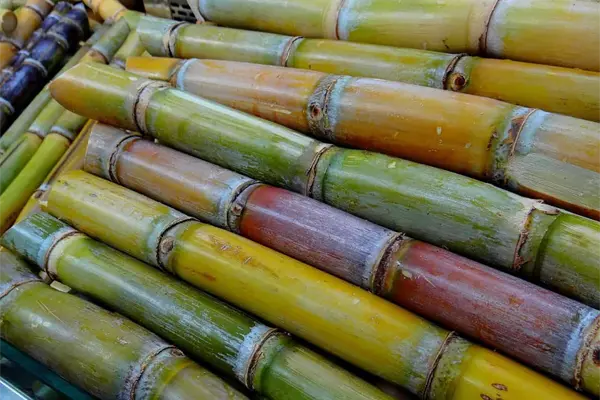 Conoce la fruta de temporada que es antioxidante y te da energía Conoce la fruta de temporada que es antioxidante y te da energía