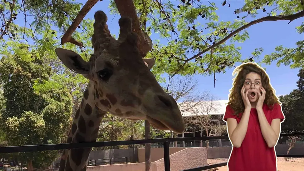 FOTO: Desaparece jirafa de Culiacán.