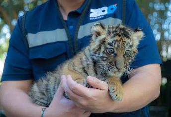 Zoológico de Culiacán celebra nacimiento de nuevo integrante: tigre de bengala