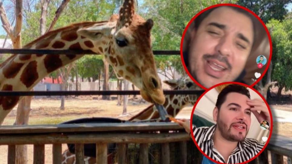 "¿Y la jirafaa?" Estos influencers de Culiacán han reaccionado tras la desaparición del animal