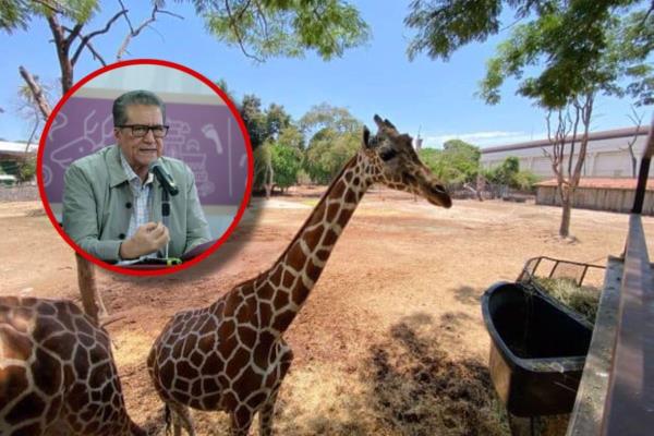 No hay que especular y esperemos el informe oficial de la jirafa del Zoológico de Culiacán: Feliciano Castro