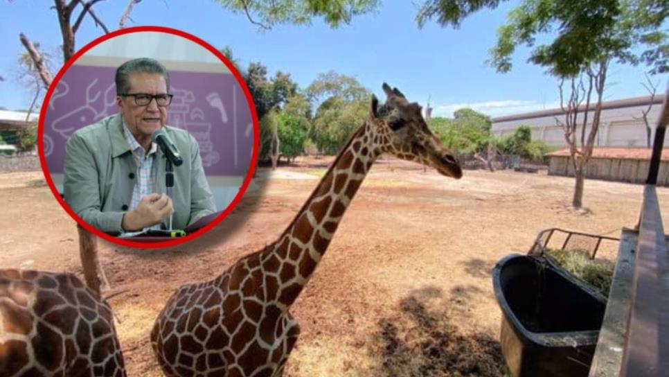 No hay que especular y esperemos el informe oficial de la jirafa del Zoológico de Culiacán: Feliciano Castro