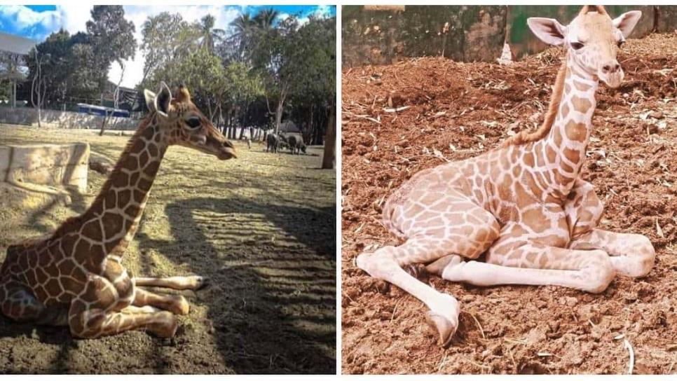 ¡La jirafa no estaba desaparecida! Zoológico de Culiacán aclara que murió hace 3 meses