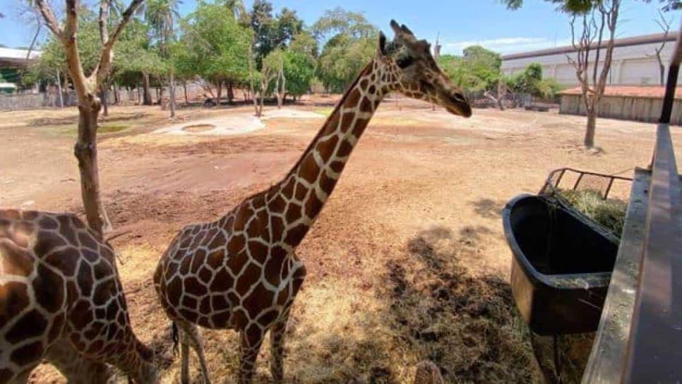 Profepa investigará la muerte de la jirafa del Zoológico de Culiacán