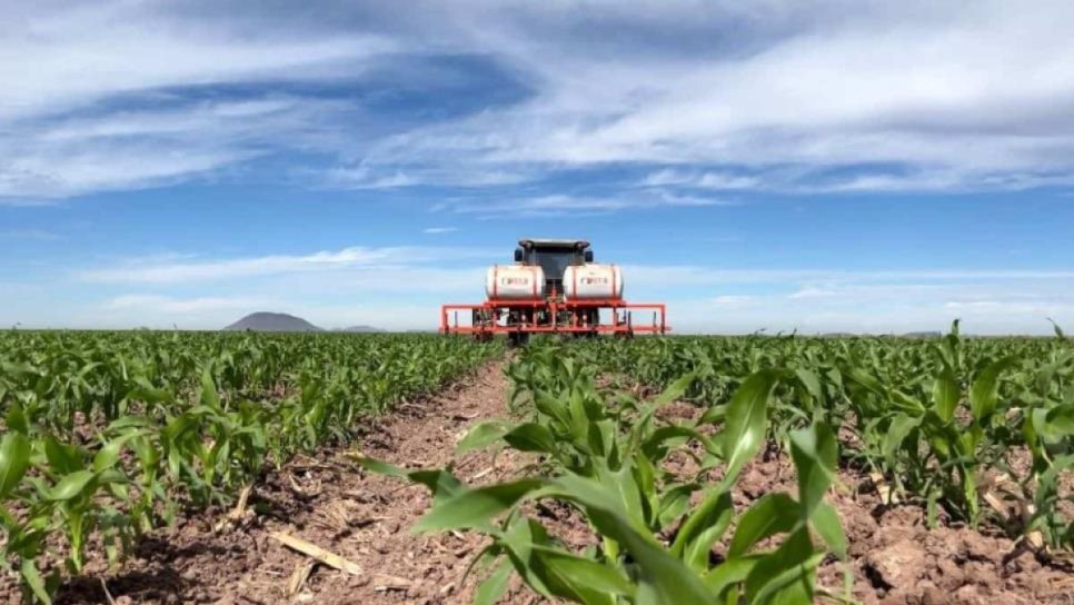 Producción para el Bienestar da un respiro a temporaleros de Choix