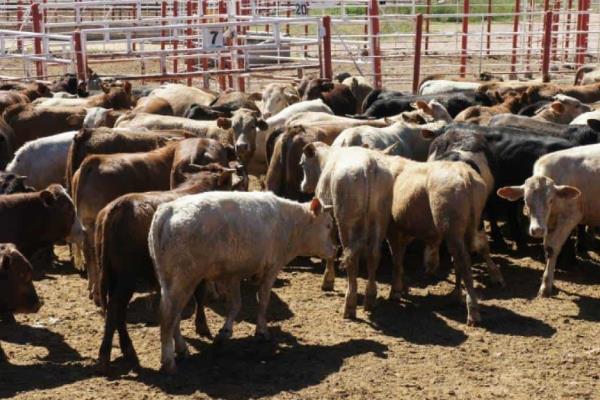Falta de pastura y agua trastoca actividad ganadera en Juan José Ríos