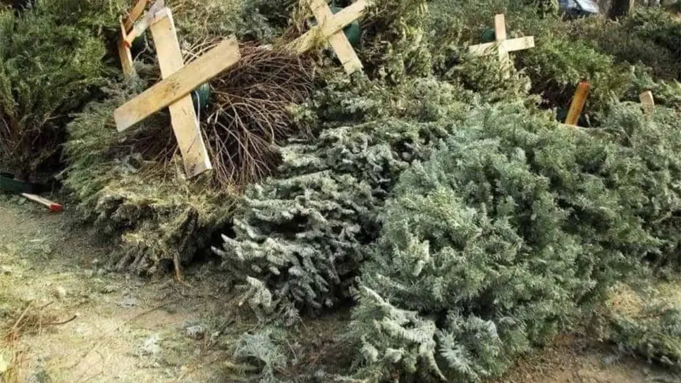 ¿Qué hacer con el pino navideño al finalizar la temporada decembrina en Mazatlán?