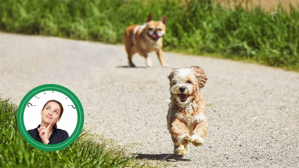 FOTO: Perros que comen zacate.