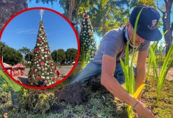 ¿Qué hacer con el arbolito de navidad? Aquí puedes llevarlo en Ahome y no contaminar