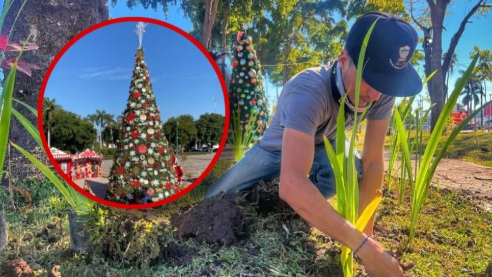 ¿Qué hacer con el arbolito de navidad? Aquí puedes llevarlo en Ahome y no contaminar