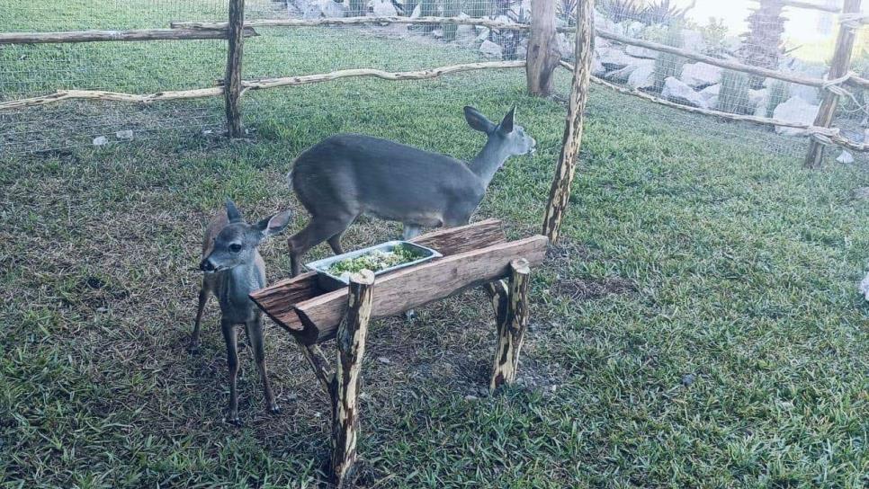 Conoce a Bambina y Teo, los venados cola blanca que estrenan hábitat en el Gran Acuario Mazatlán