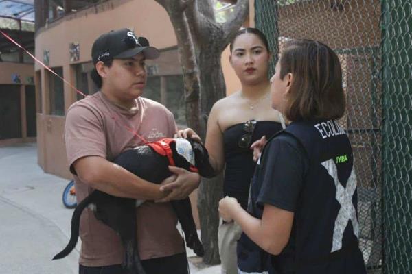 "Huellitas del Bienestar" logra más de 800 mascotas esterilizadas y nuevas adopciones en Mazatlán