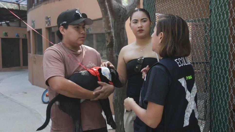 "Huellitas del Bienestar" logra más de 800 mascotas esterilizadas y nuevas adopciones en Mazatlán