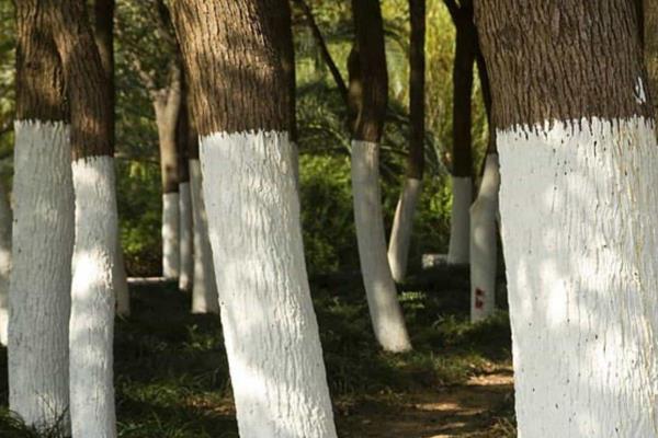 ¿Cómo pintar los árboles de color blanco y cuál es la razón?