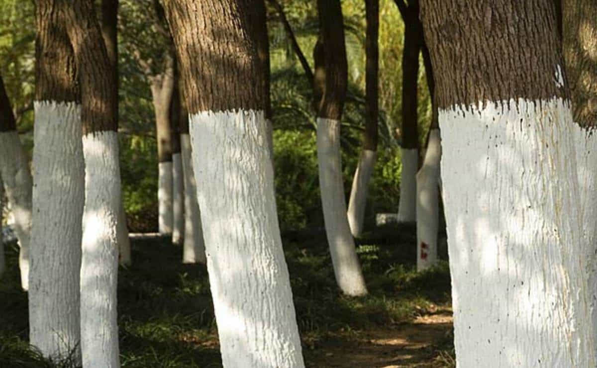 ¿Cómo pintar los árboles de color blanco y cuál es la razón?