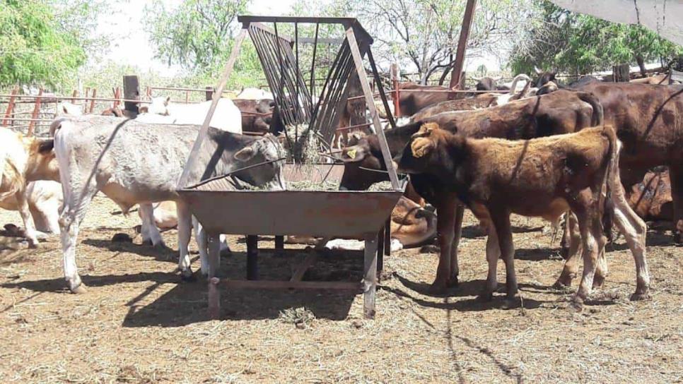 Ganaderos de Sinaloa enfrentan crisis por sequía y falta de alimento para el ganado