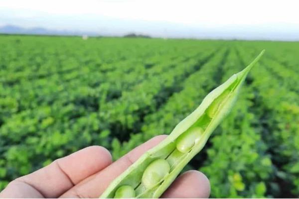 Sinaloa espera cosecha histórica de frijol pese a sequía