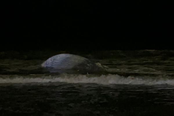Muere ballena jorobada en playas de Mazatlán; se atoró en un chinchorro