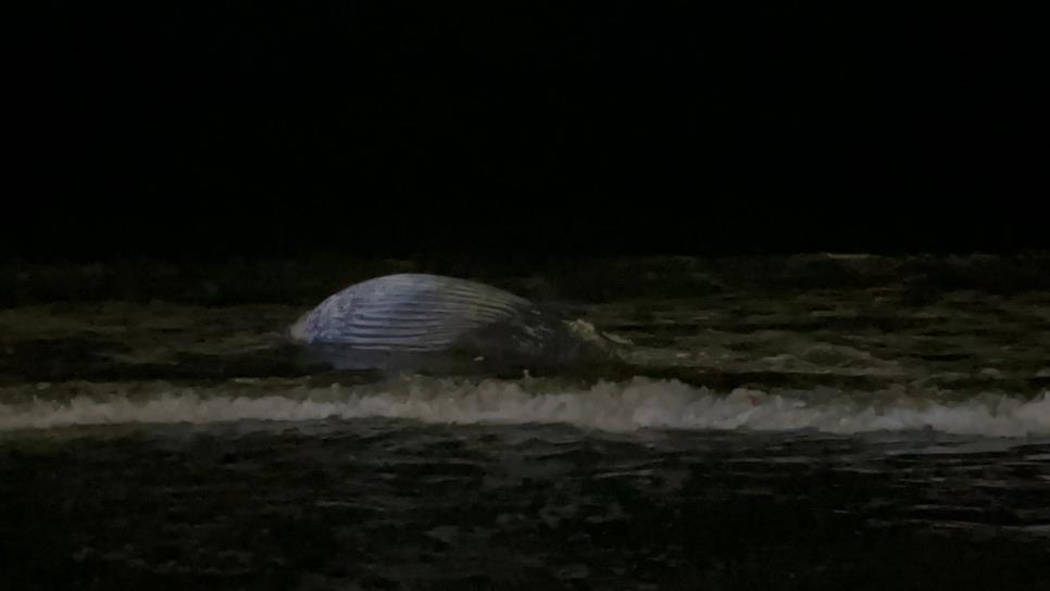 Muere ballena jorobada en playas de Mazatlán; se atoró en un chinchorro