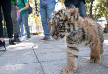 Simba, así se llamará el nuevo cachorro de tigre de bengala del Zoológico de Culiacán