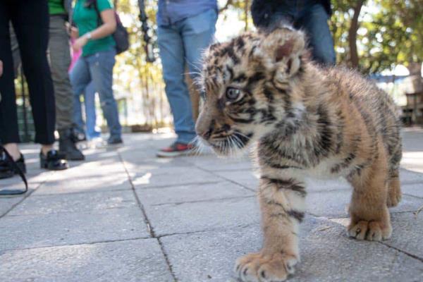 Simba, así se llamará el nuevo cachorro de tigre de bengala del Zoológico de Culiacán