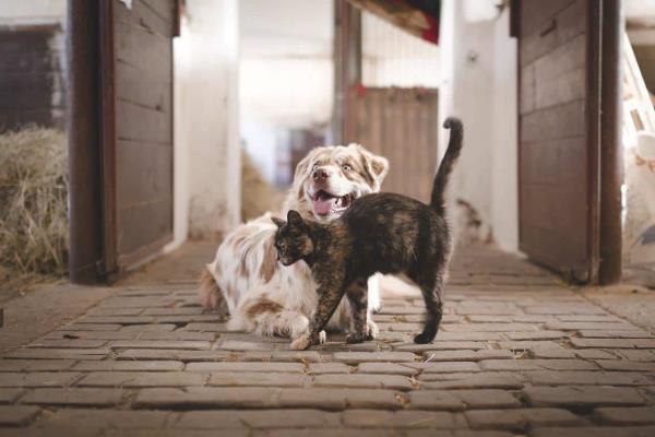 ¿Quieres adoptar una mascota? El programa "Huellitas del Bienestar" tiene nueva jornada de adopción en Mazatlán