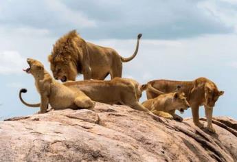 Niño de 7 años sobrevive 5 días entre leones e hipopótamos en la selva de Zinbabwe | HISTORIA