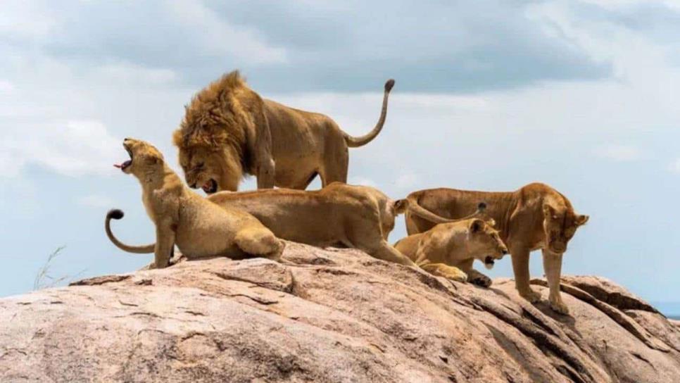 Niño de 7 años sobrevive 5 días entre leones e hipopótamos en la selva de Zinbabwe | HISTORIA