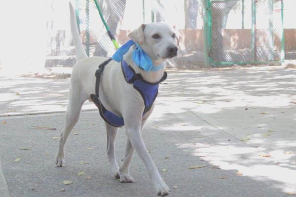 Ponen más bellos a los ´peluditos´ para la jornada de adopción de mañana sábado