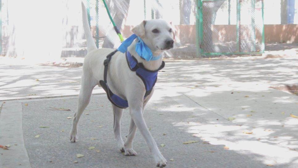 Ponen más bellos a los ´peluditos´ para la jornada de adopción de mañana sábado