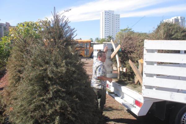 ¿No sabes en dónde tirar tu pino natural navideño? Estos son los centros de acopio en Mazatlán 