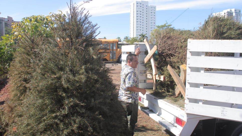 ¿No sabes en dónde tirar tu pino natural navideño? Estos son los centros de acopio en Mazatlán 