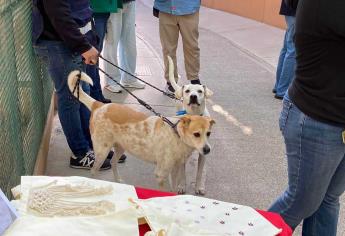 Adopta un perro con la campaña Huellitas de Bienestar en el Parque Central de Mazatlán